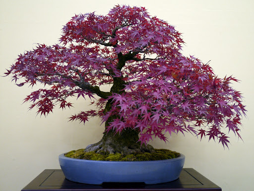 Maple Bonsai Tree